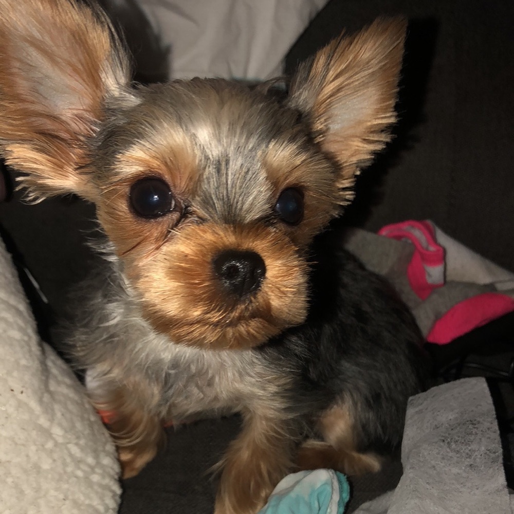 Meet your Posher, Irina